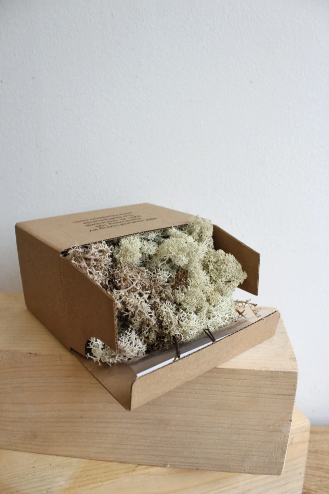 Islandský stabilizovaný lišejník - bílý (50 g)