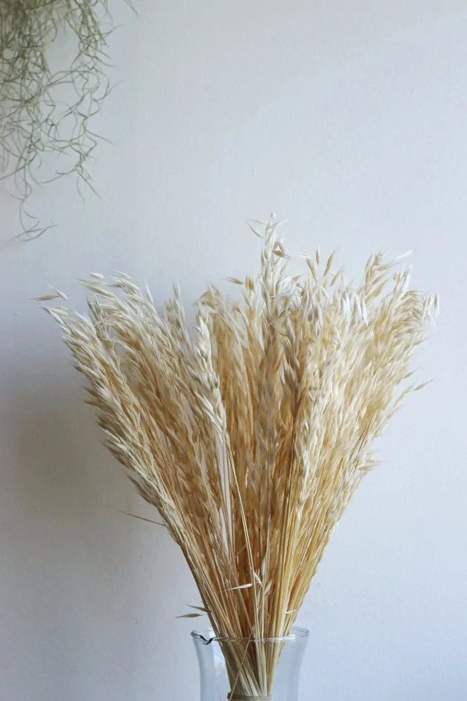 Oves bělená - velký svazek 