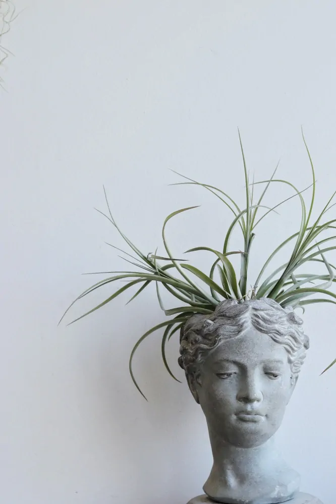 Obal k osázení Hlava #2