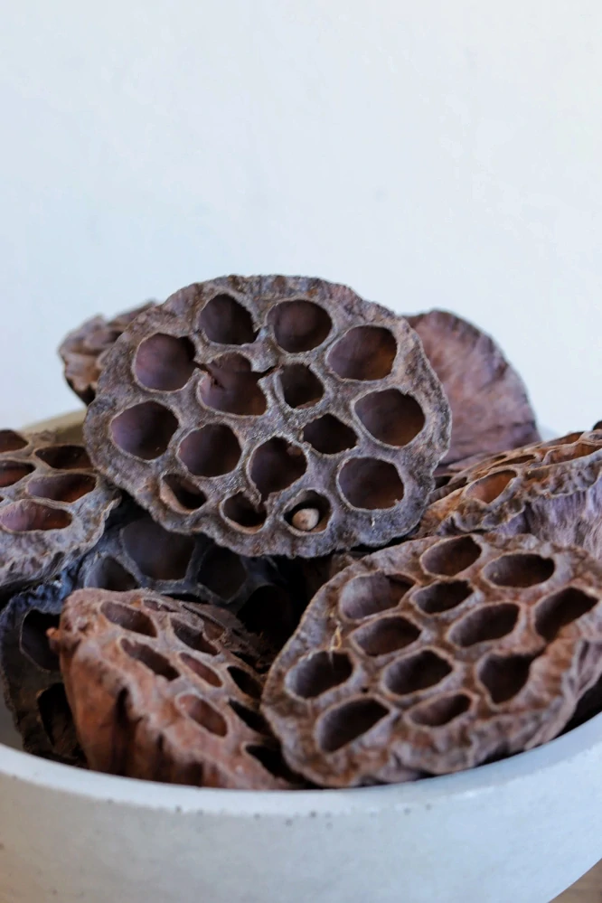 Přírodní plod Květ lotosu - velký 