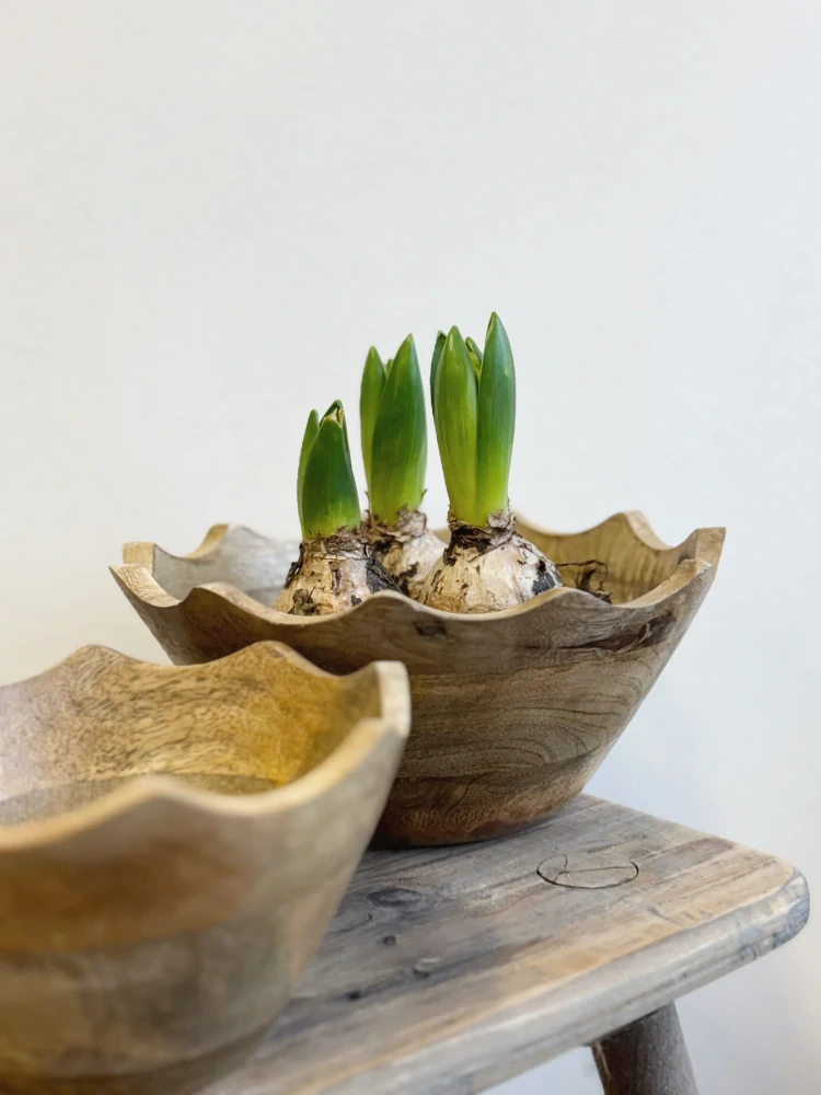 Dřevěná miska z mangového dřeva "Skořápka" - 15 cm 