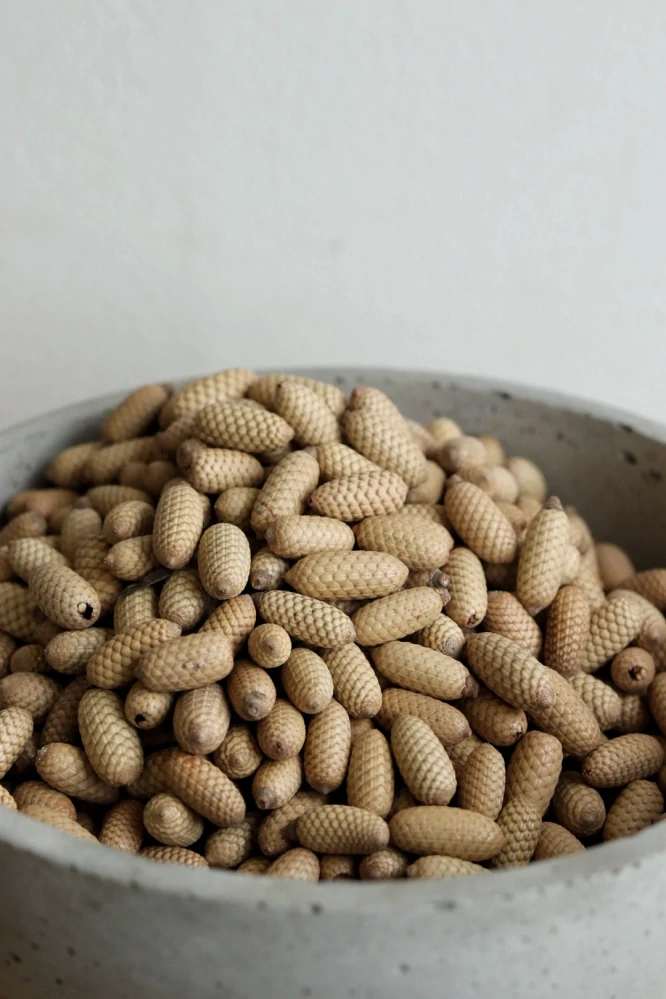 Přírodní plody Rattan fruit 10 ks 