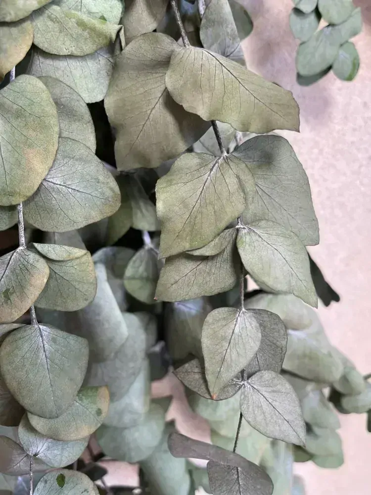 Stabilizovaný Eukalyptus Espir zelený