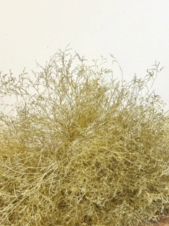 Zlatá statice - svazek 