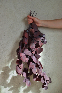 Stabilizovaný Eukalyptus Popu vínový