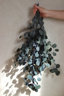 Stabilizovaný Eukalyptus Popu zelený